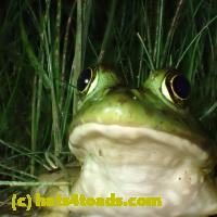/home//u458753944/public_html/sourcegallery////////////Frogs/More bullfrogs/P7060242.JPG